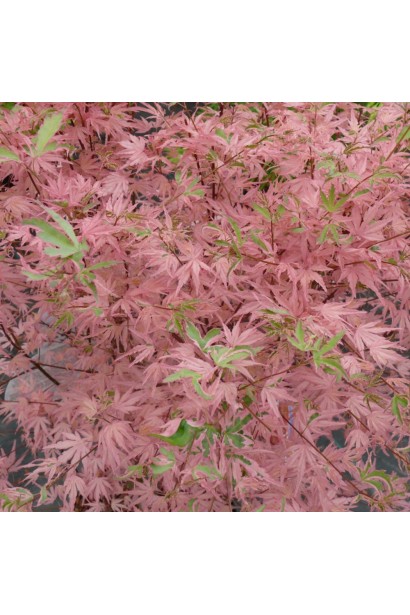 Acer palmatum ’Iyoshi’ – пальмолисний клен Ліоші.